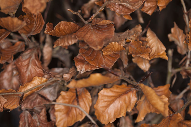Close-up of dry leaves on plant during autumn