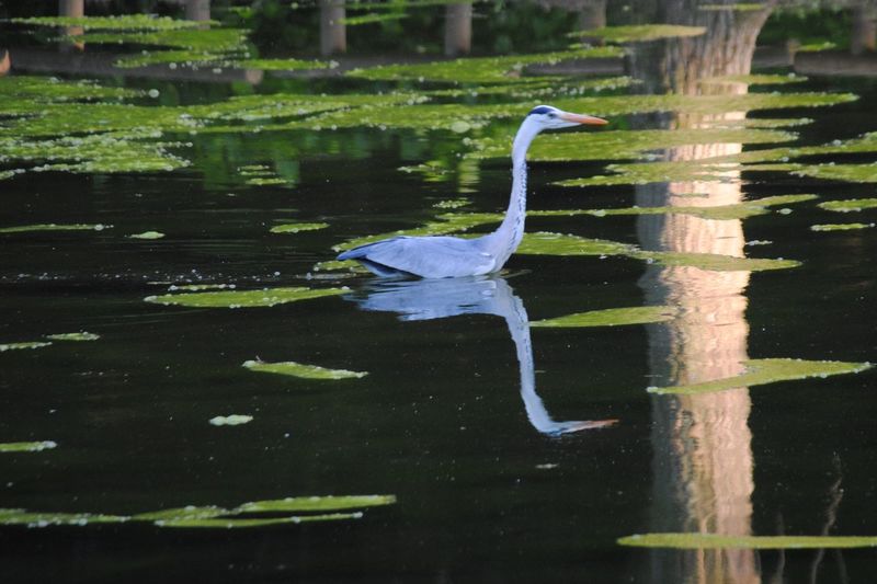Bird swimming in a lake