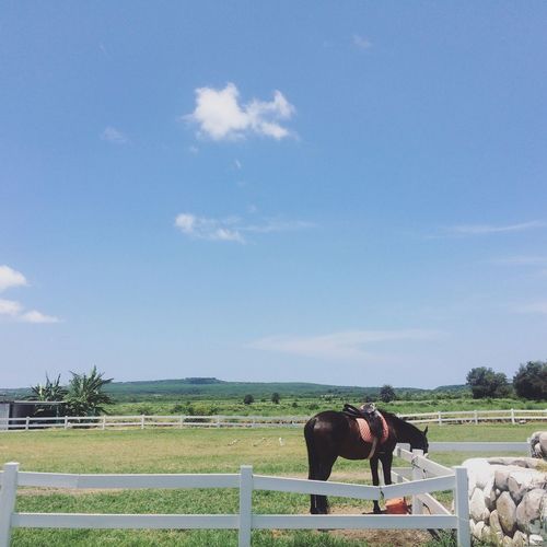 Horse standing at ranch against sky