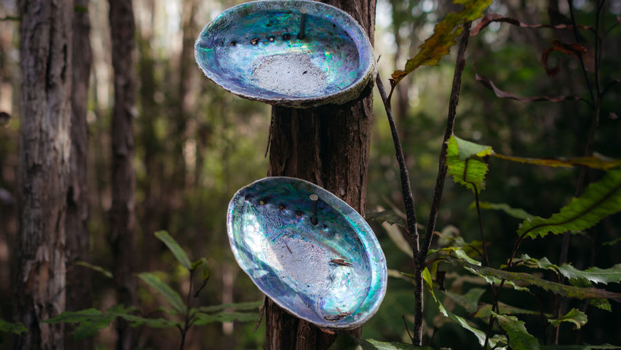 Close-up of blue glass hanging on tree