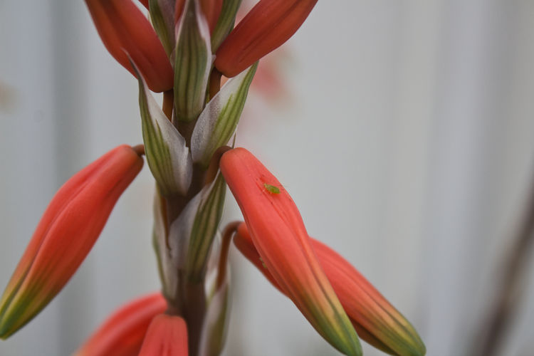 Close-up of red tulip
