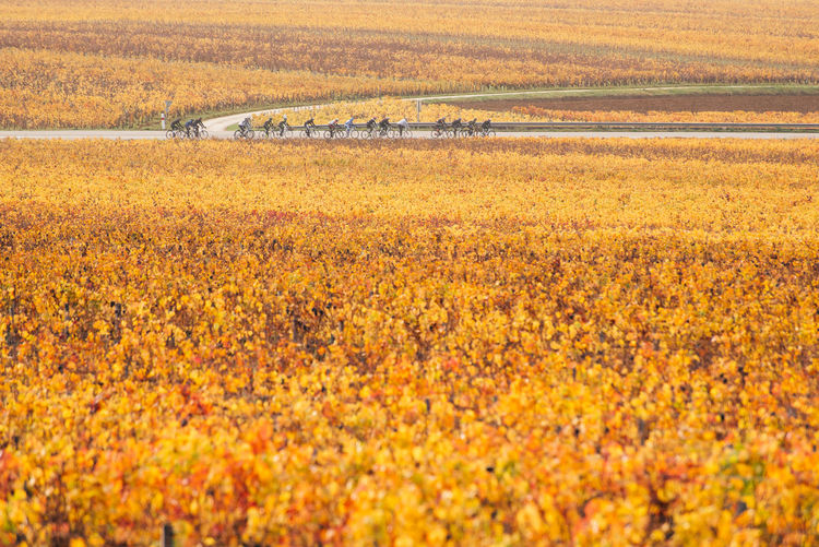 Scenic view of vineyard during autumn. group of people riding bicycle on road amidst autumn vineyard 