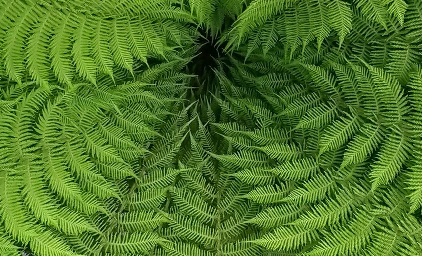 Bracken leaves in circular shape