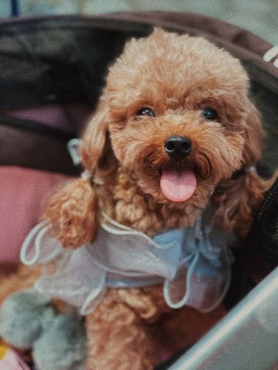 Close-up portrait of a dog