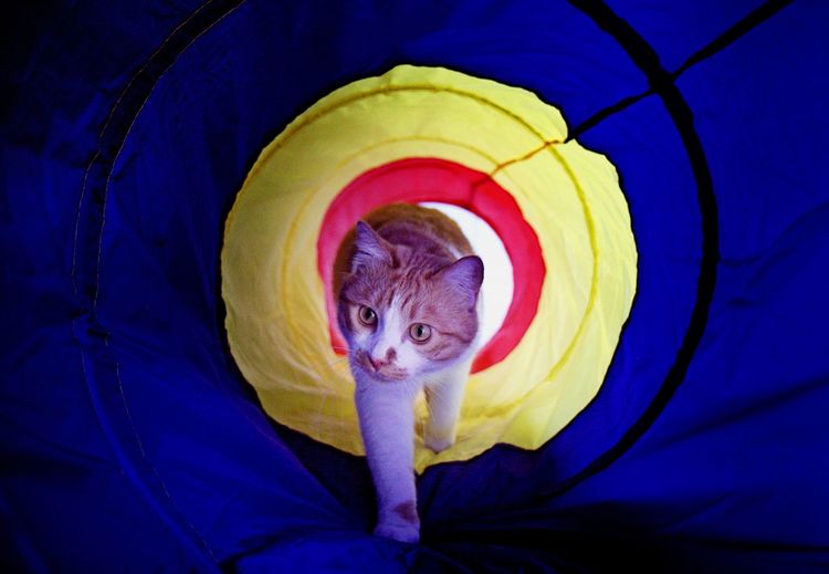 Portrait of cat on multi colored umbrella