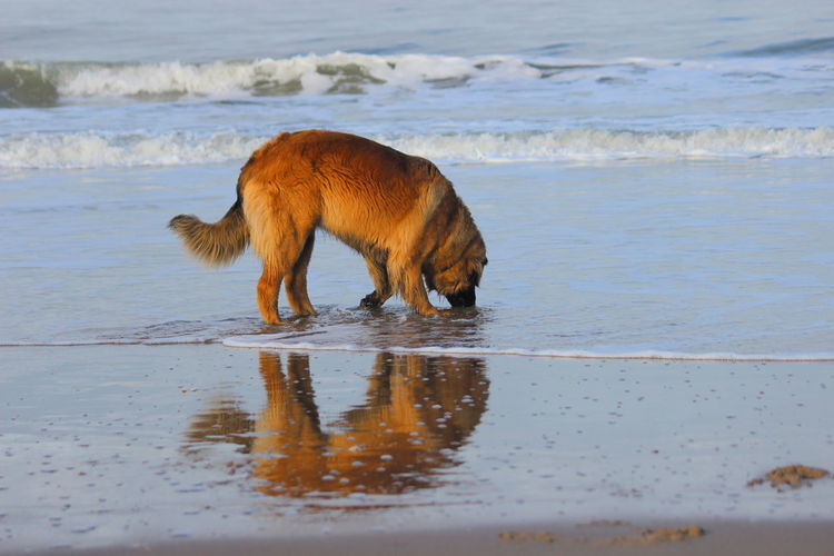Dog on wet shore at beach