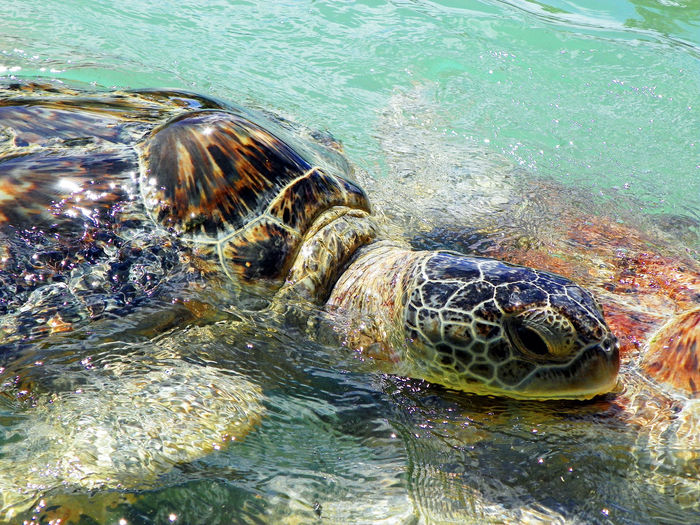Close-up of green turtles swimming in sea