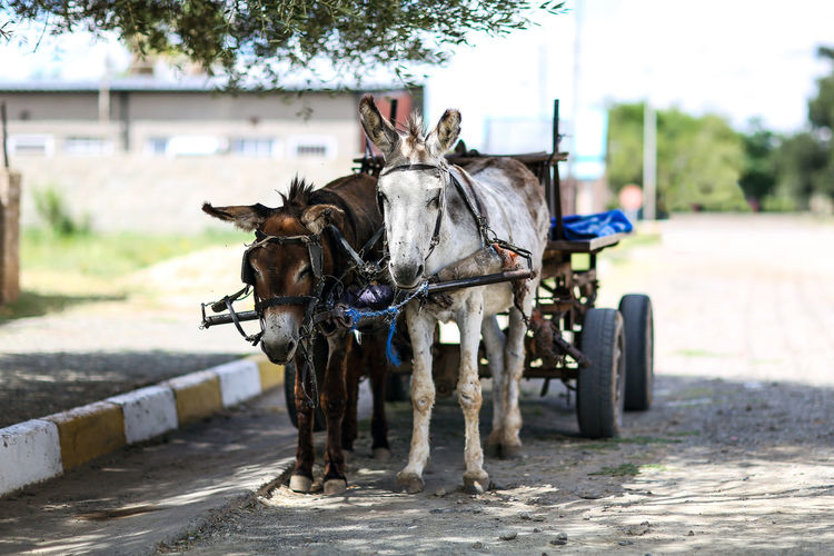 Donkey cart on street