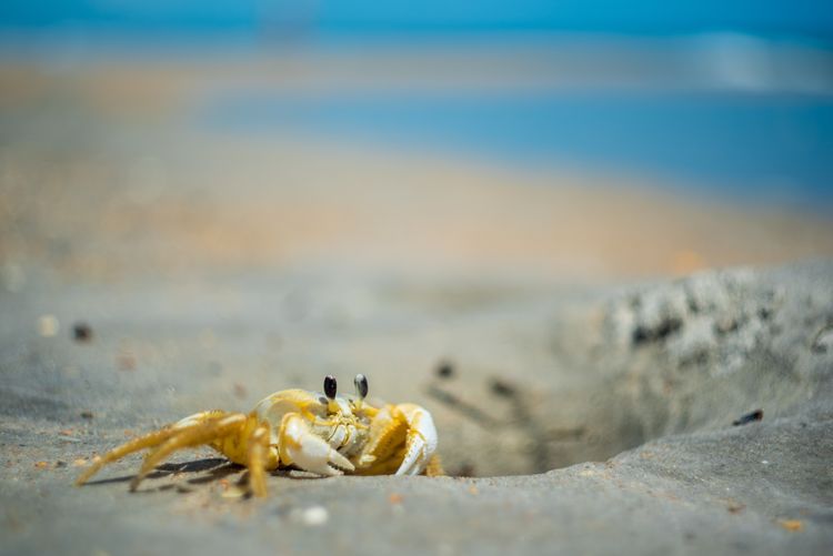 Close-up of crab on beach