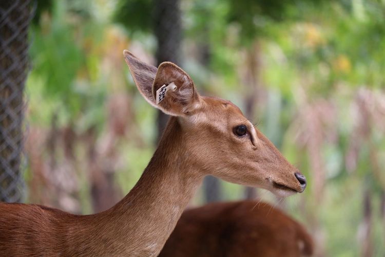 Deer standing by trees at zoo