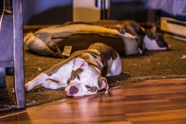 American bulldog sleeping in rug at home