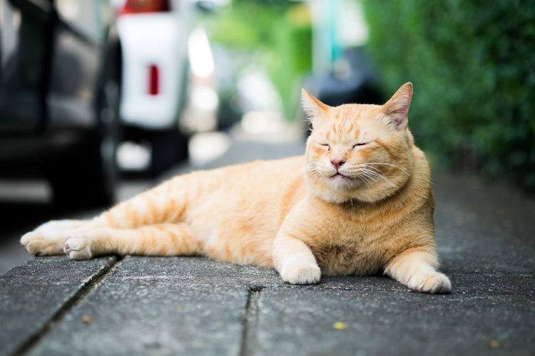 Portrait of cat sleeping on street