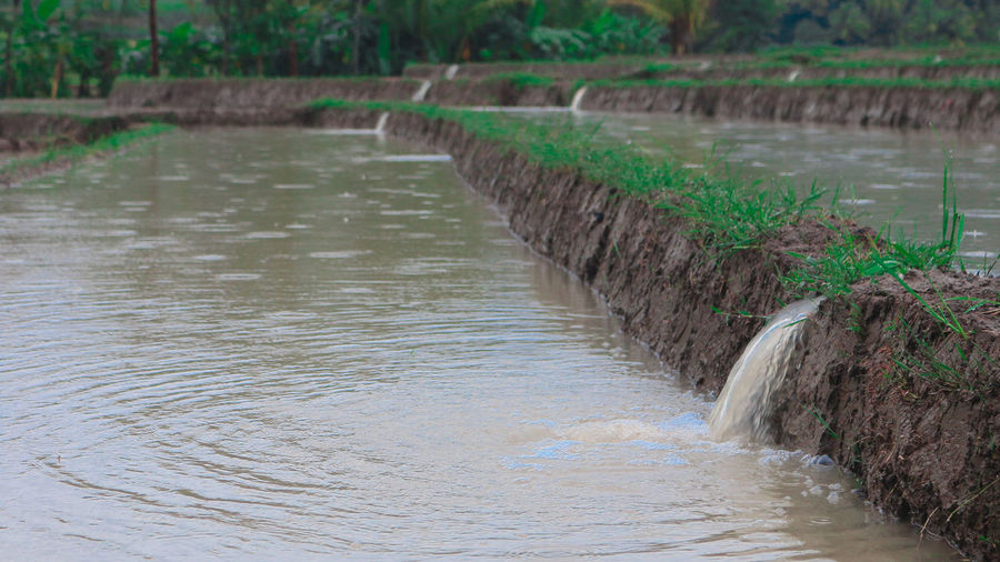 River flowing amidst trees