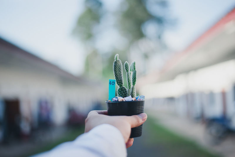 Cropped hand holding potted cactus in city