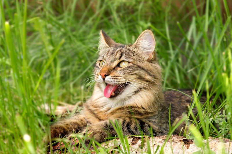 Cat languishes in the heat lying with its tongue out. tabby domestic cat is outdoors with open mouth