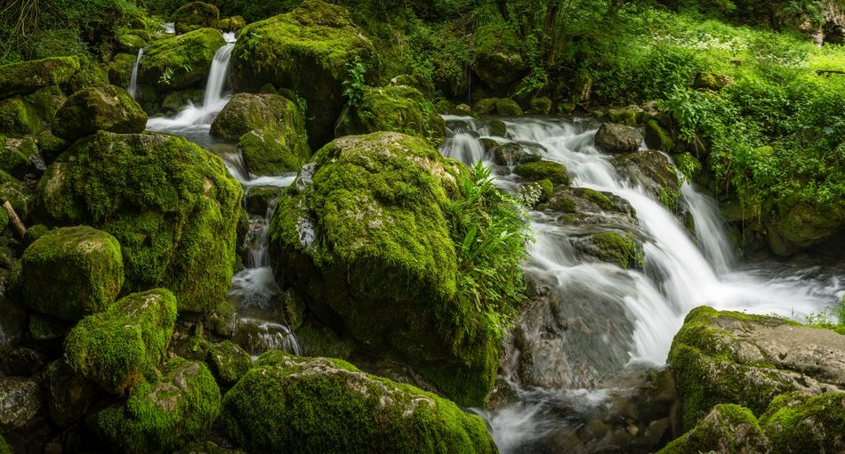 Scenic view of waterfall in forest