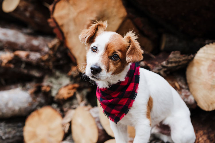 Cute jack russell dog sitting in front of wood trunks in mountain. wearing modern bandana. nature
