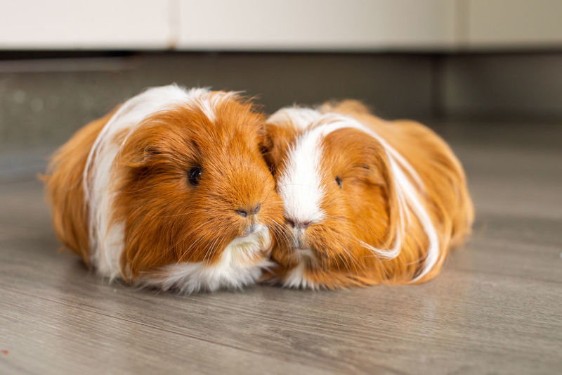 Two long-haired guinea pigs are sitting indoors on the floor