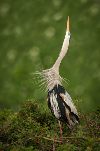 Great blue heron on nest at tree