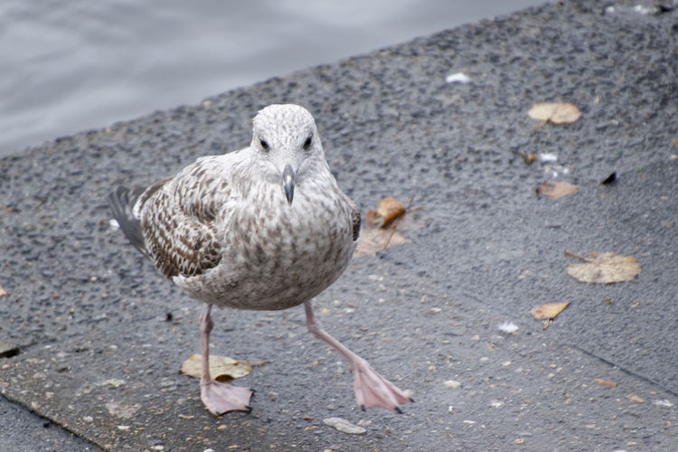 High angle view of seagull on footpath