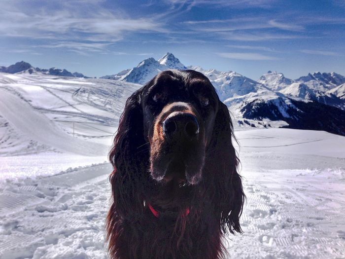 Close-up of gordon setter dog standing on snow field
