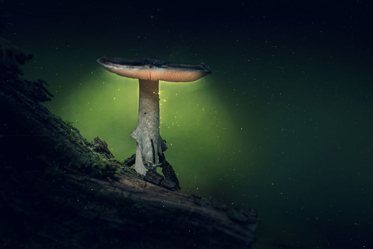 Close-up of mushroom growing in forest