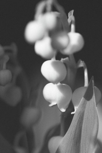 Close-up of flowering plant