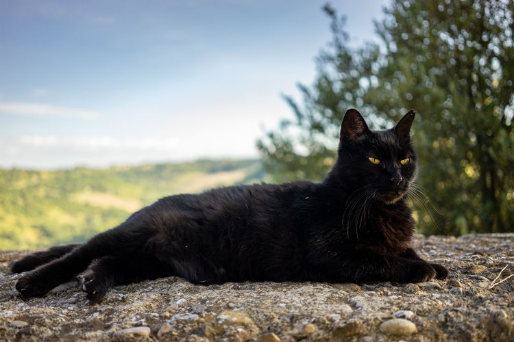 Black cat resting
