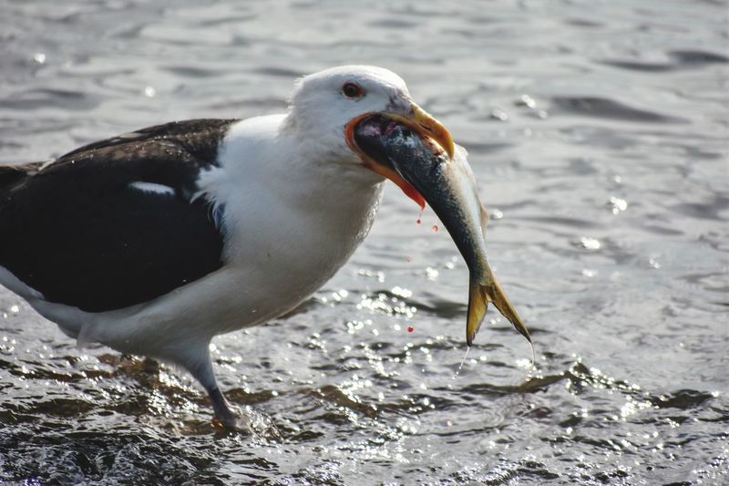 Close-up of seagull