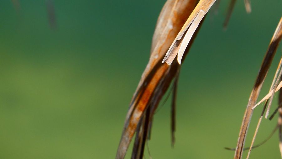Close up of palm fronds