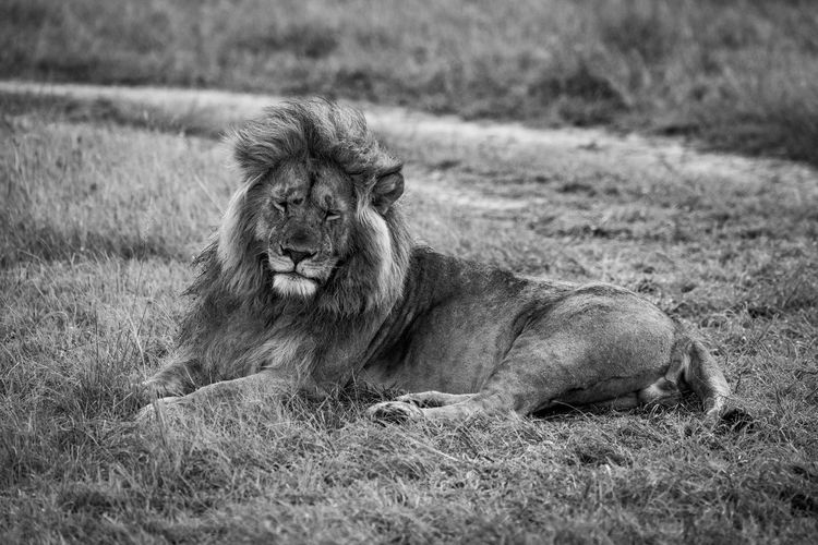 Mono sleepy male lion lies near track