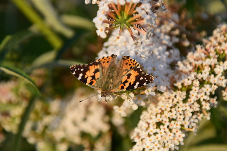Close-up of butterfly pollinating on flower