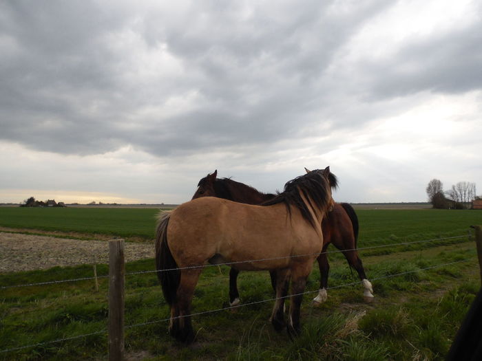 Horses on grassy field against cloudy sky