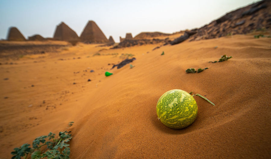 Desert melon in the sand in front of the ruins of the pyramids of meroe