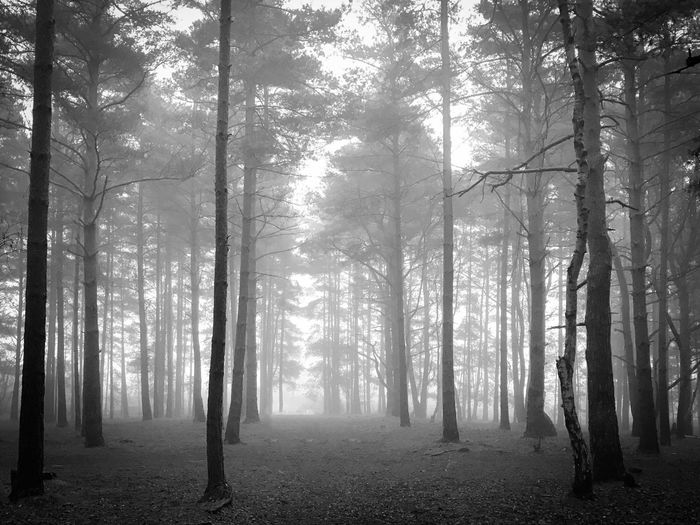 Trees in forest