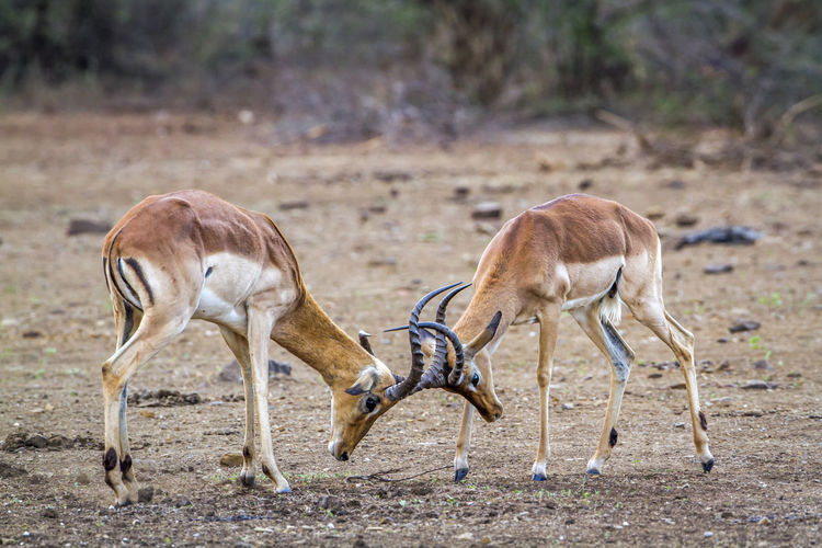 Deer fighting on field