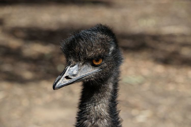 Close-up of an emu