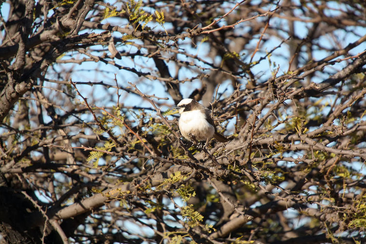 Southern white-crowned shrike