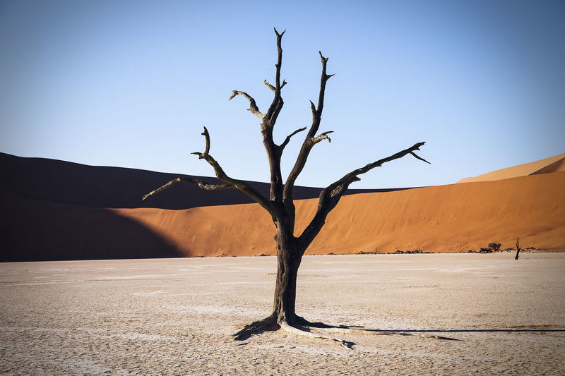 Bare tree at namib desert