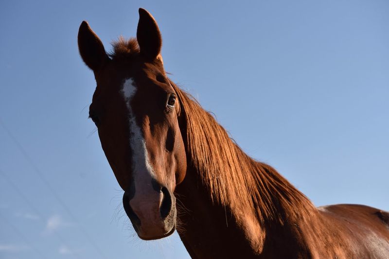Close-up of a horse against blue sky