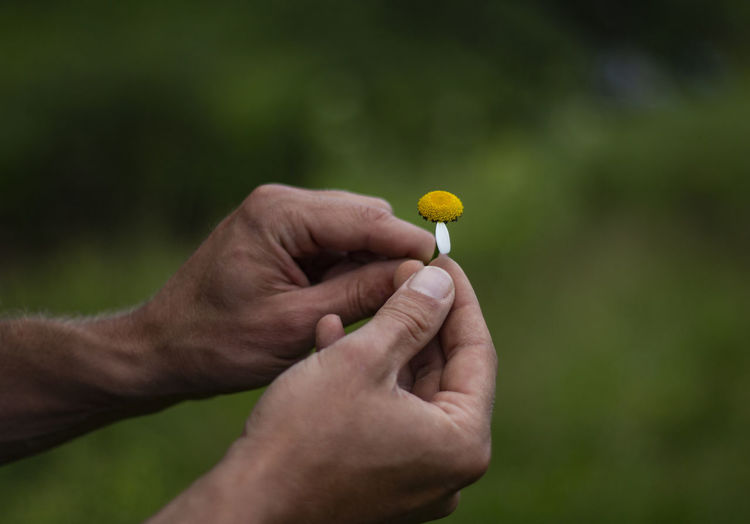 Close-up of hand holding yellow flower on field