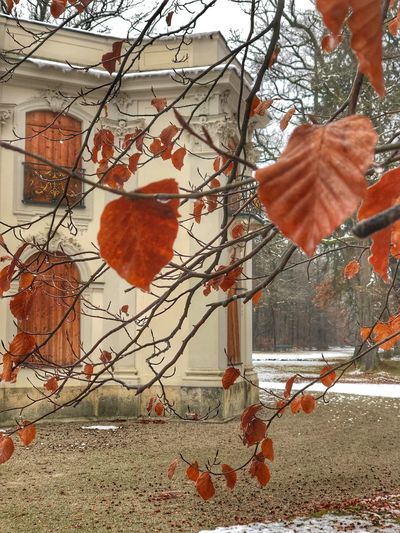 Autumn leaves on tree against building