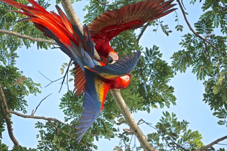 Low angle view of macaws on tree