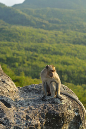 Wild javanese monkey that stands on a rock with a view of the hills