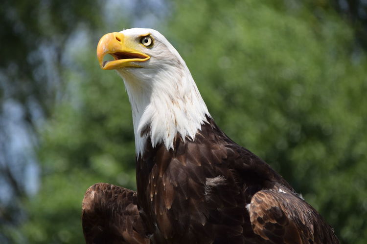 Close-up of eagle