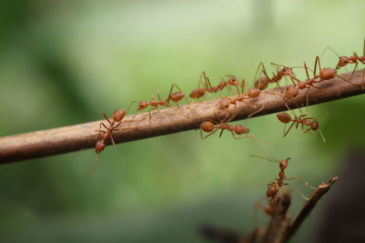 Red ants are harmonious, communicating, helping each other build nests