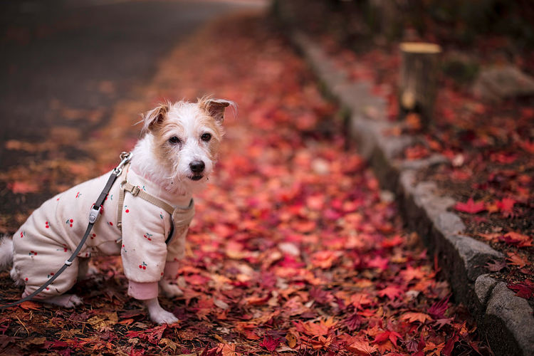 Portrait of dog on leaves during autumn