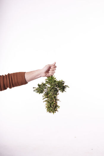 A man's hand holding a cut marijuana plant on white background