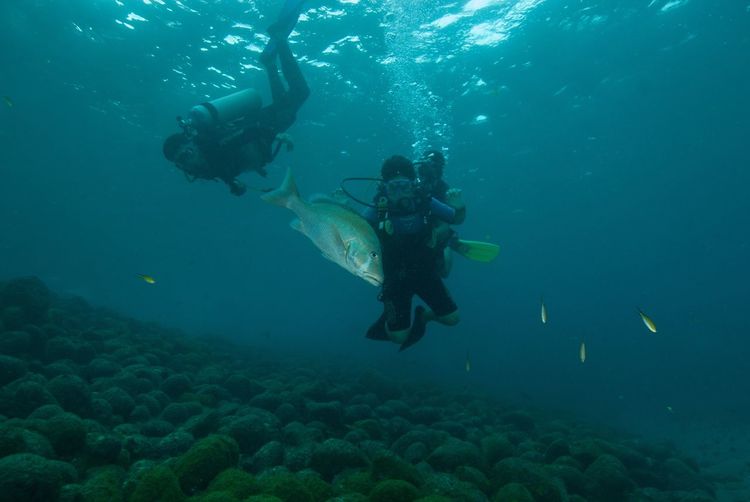 Person scuba diving in sea