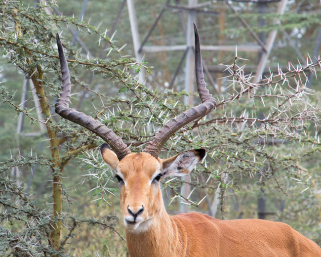 Gazelle looking at camera in the bush